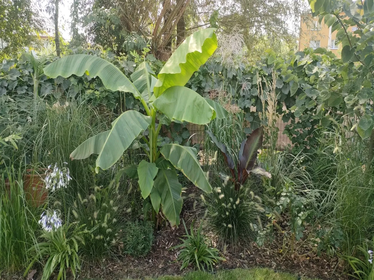 Zdjęcie Kwitnienie bananowca w Polsce: Jak to osiągnąć?