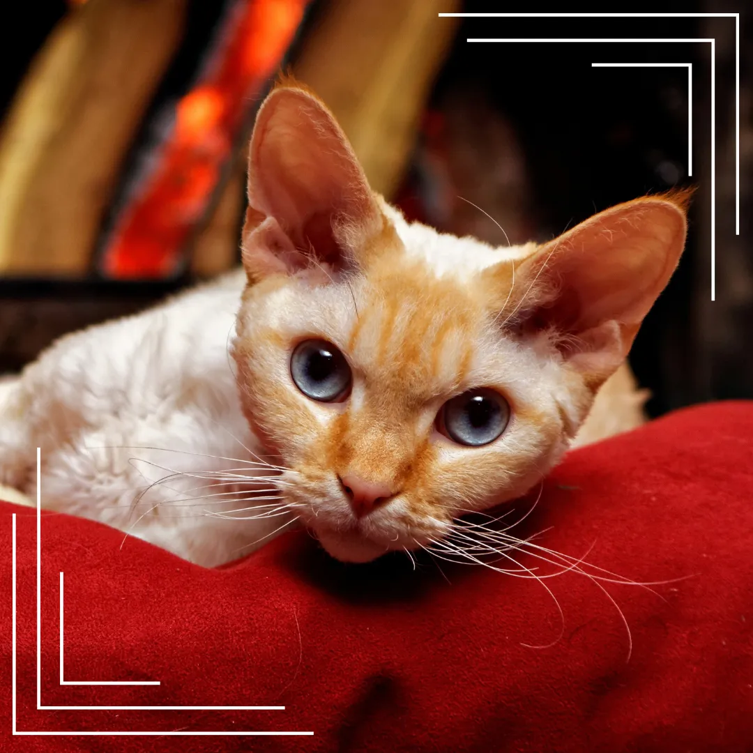 Zdjęcie Devon Rex a Cornish Rex różnice - co musisz wiedzieć przed wyborem