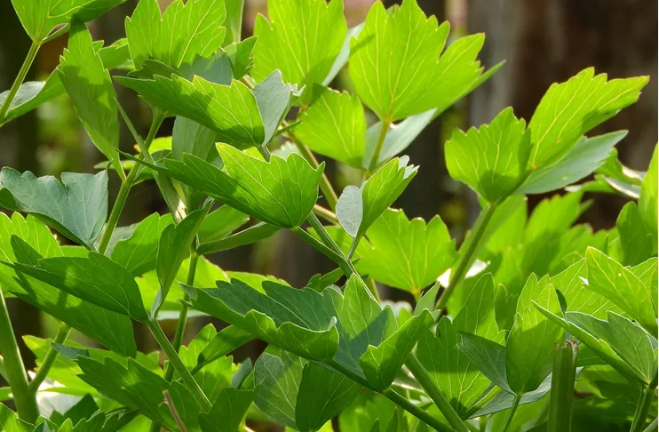 Zdjęcie Najlepszy nawóz do lubczyka – uniknij błędów w nawożeniu