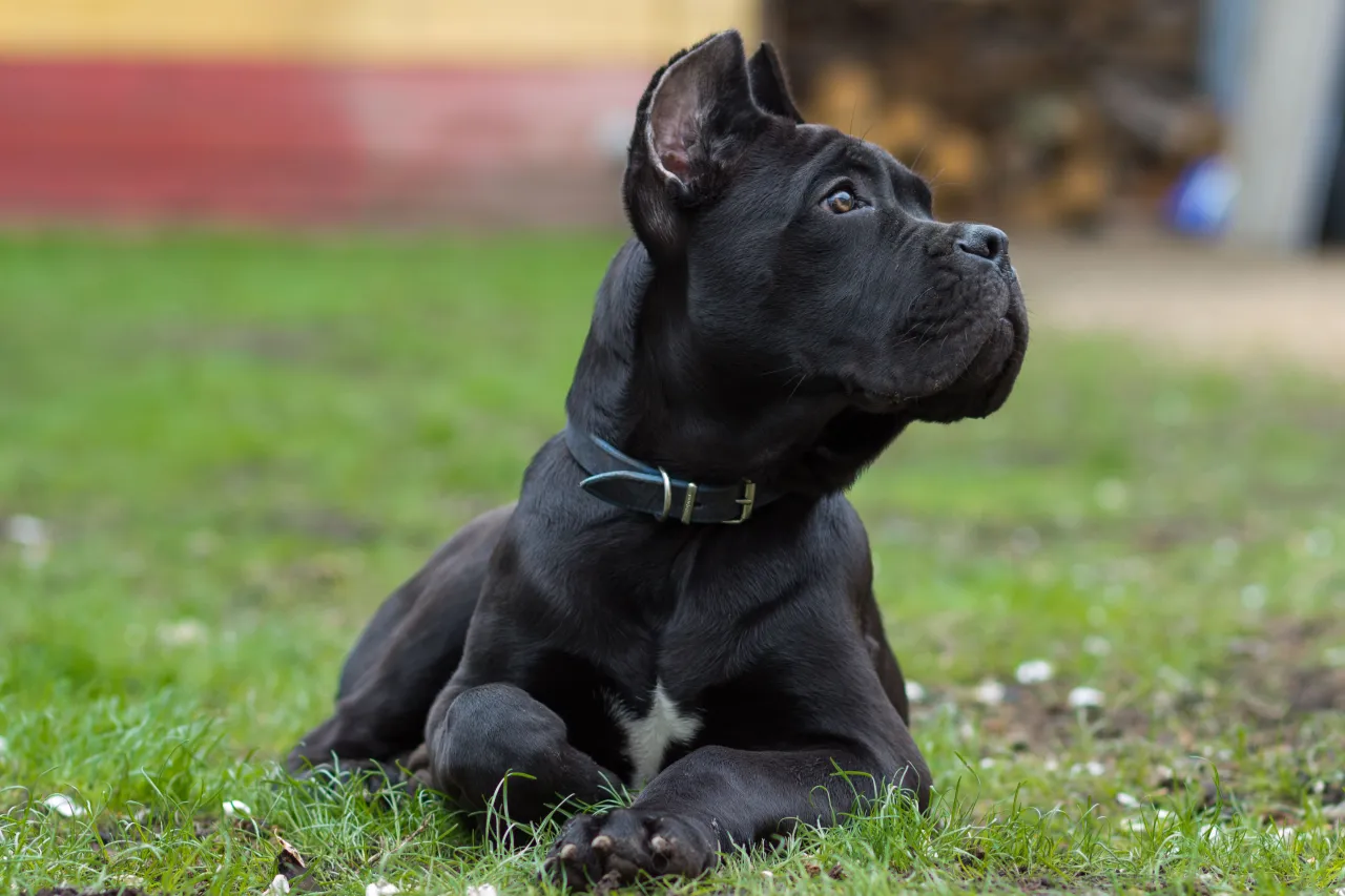 Zdjęcie Ile powinien jeść szczeniak Cane Corso, aby uniknąć problemów zdrowotnych?