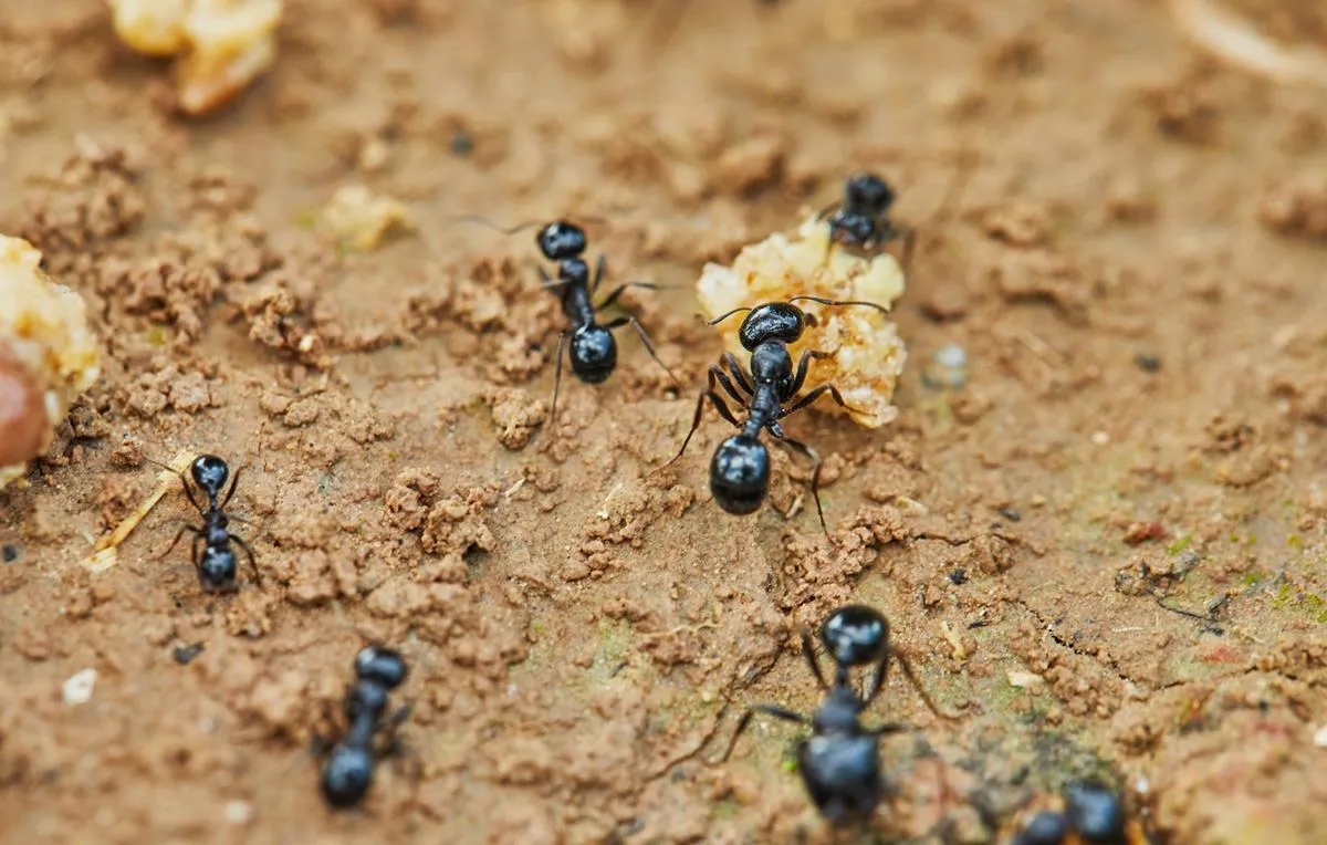 Zdjęcie Skuteczne sposoby na pozbycie się mrówek z trawnika – naturalne i bezpieczne metody