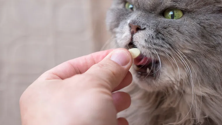 Zdjęcie Jak działa tabletka na odrobaczanie kota i jakie ma skutki uboczne