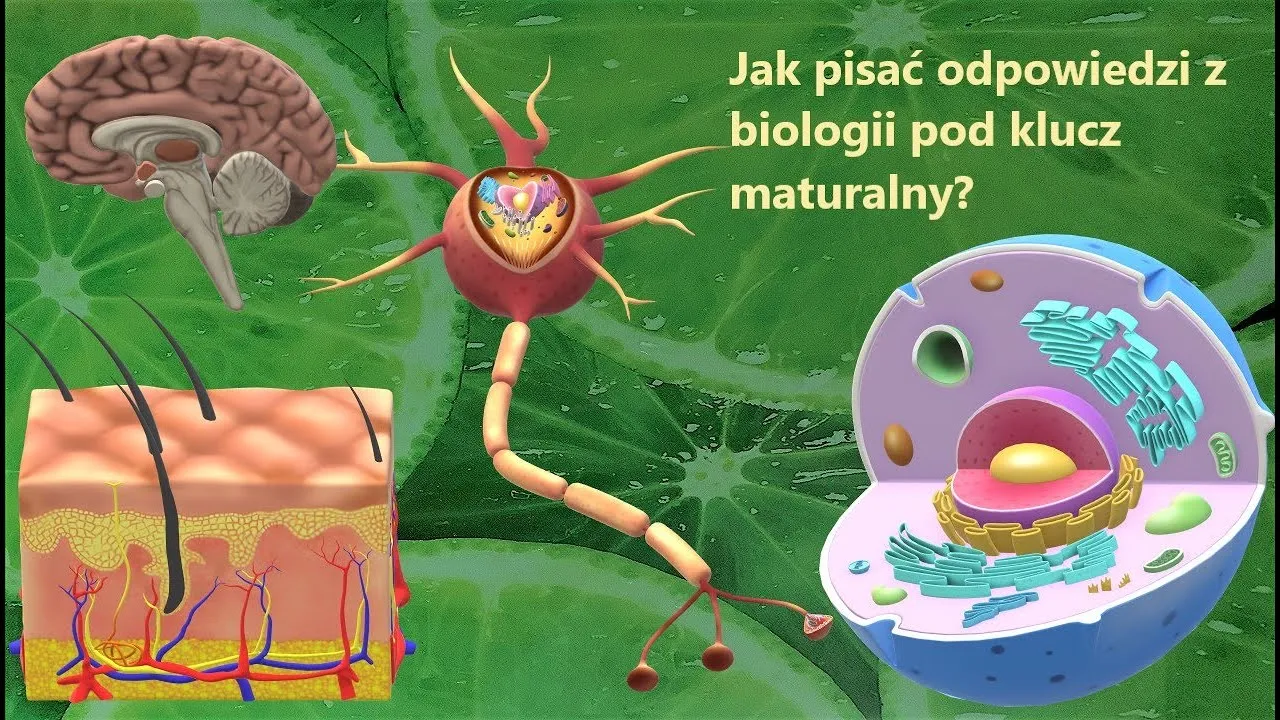 Zdjęcie Jak skutecznie przygotować się do matury z biologii i uniknąć błędów
