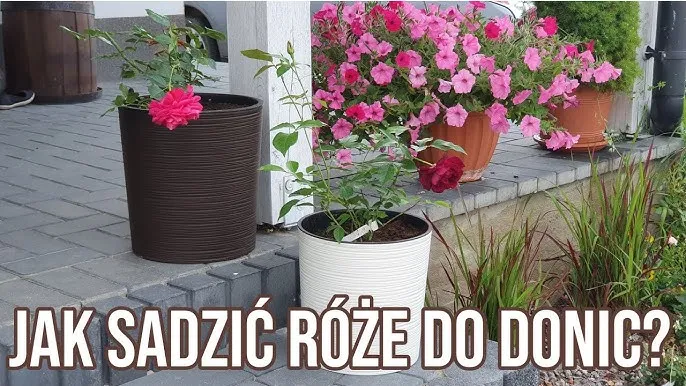 Zdjęcie Kiedy sadzić róże w donicy, aby uniknąć problemów z ich wzrostem