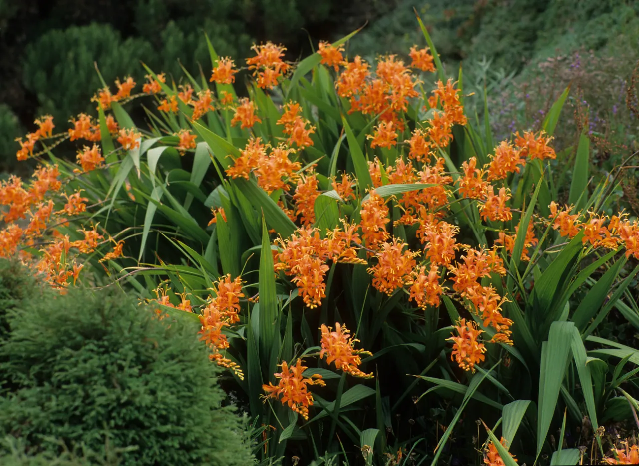 Zdjęcie Czy krokosmia zimuje w gruncie? Poznaj skuteczne metody zabezpieczenia