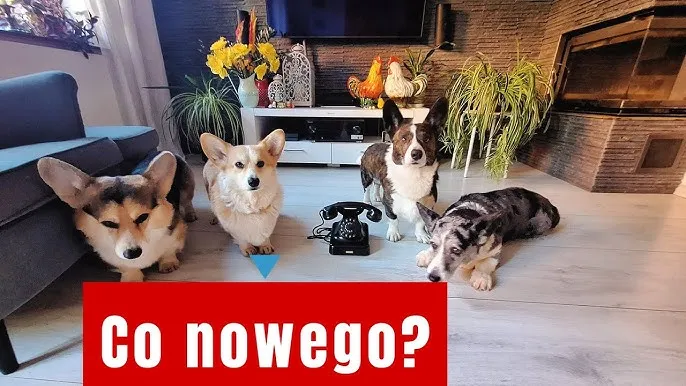 Zdjęcie Czy pies ma duszę? Odkryj kontrowersje i wierzenia na ten temat