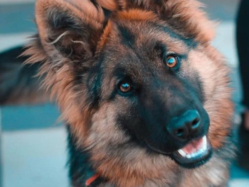 Zdjęcie Labrador czy owczarek niemiecki: Która rasa lepiej pasuje do Ciebie?