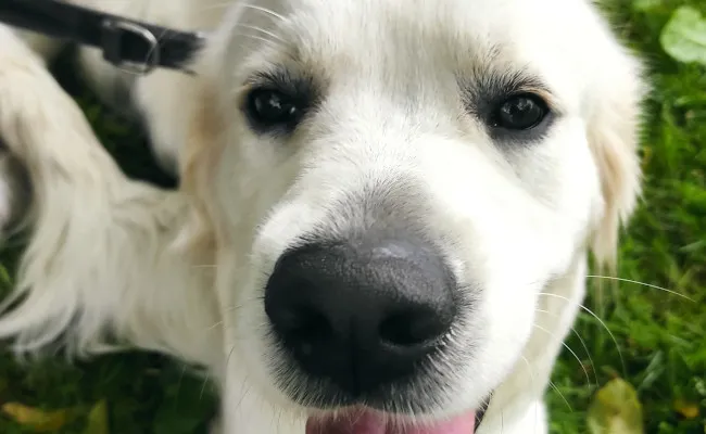 Zdjęcie Golden retriever ile je – jak zadbać o zdrowy wzrost szczeniaka