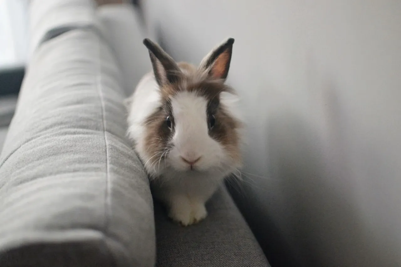 Zdjęcie Czy sierść królika uczula? Poznaj prawdziwe źródło alergii