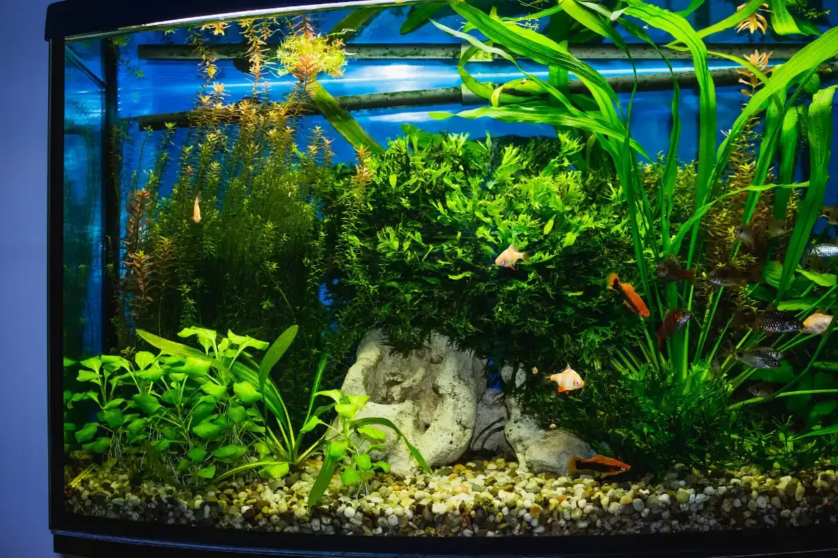 Zdjęcie Dlaczego rybki pływają przy filtrze? Odkryj ich zachowanie i potrzeby
