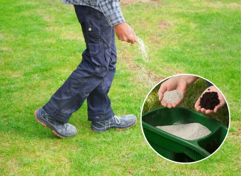 Zdjęcie Po co piaskować trawnik? Odkryj kluczowe korzyści dla zdrowia trawy