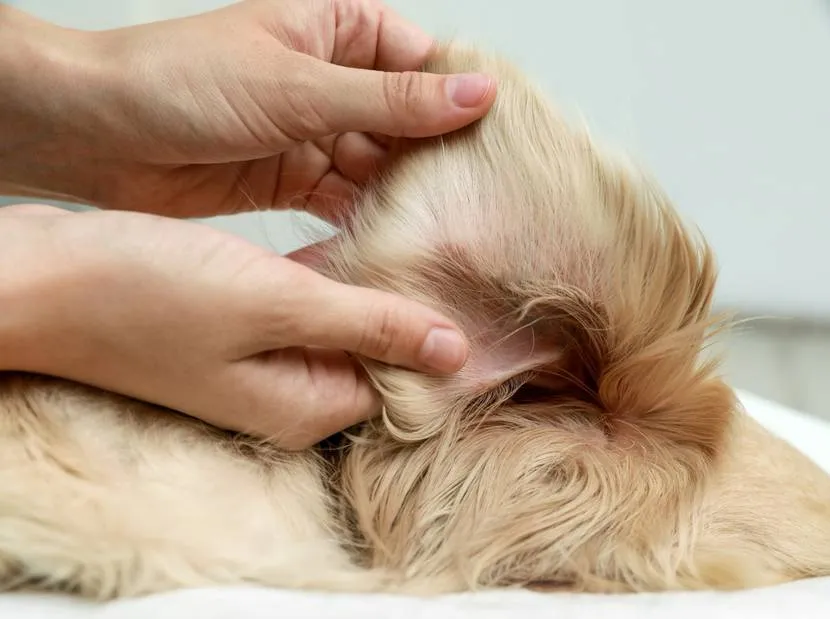 Zdjęcie Warum stinken Hunde? Die häufigsten Ursachen und Lösungen für Gerüche