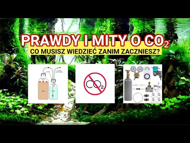 Zdjęcie Ile CO2 w akwarium tabela – uniknij problemów z rybami i roślinami