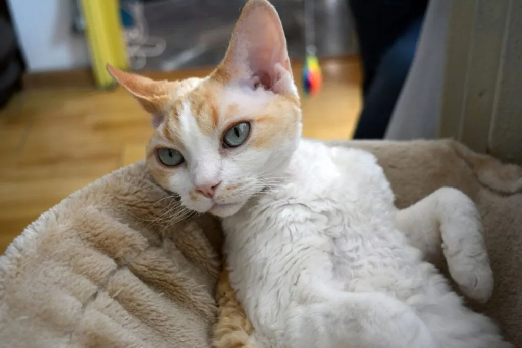 Zdjęcie Gdzie znaleźć zdrowe kocięta Devon Rex w Łodzi i ile kosztują