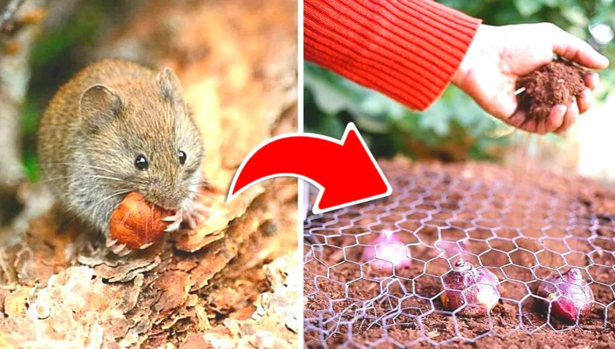 Zdjęcie Skuteczne sposoby na usunięcie nornic z ogrodu bez chemii