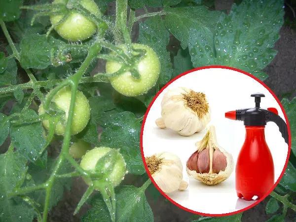 Zdjęcie Skuteczne sposoby czym opryskiwać czosnek - naturalna ochrona przed szkodnikami