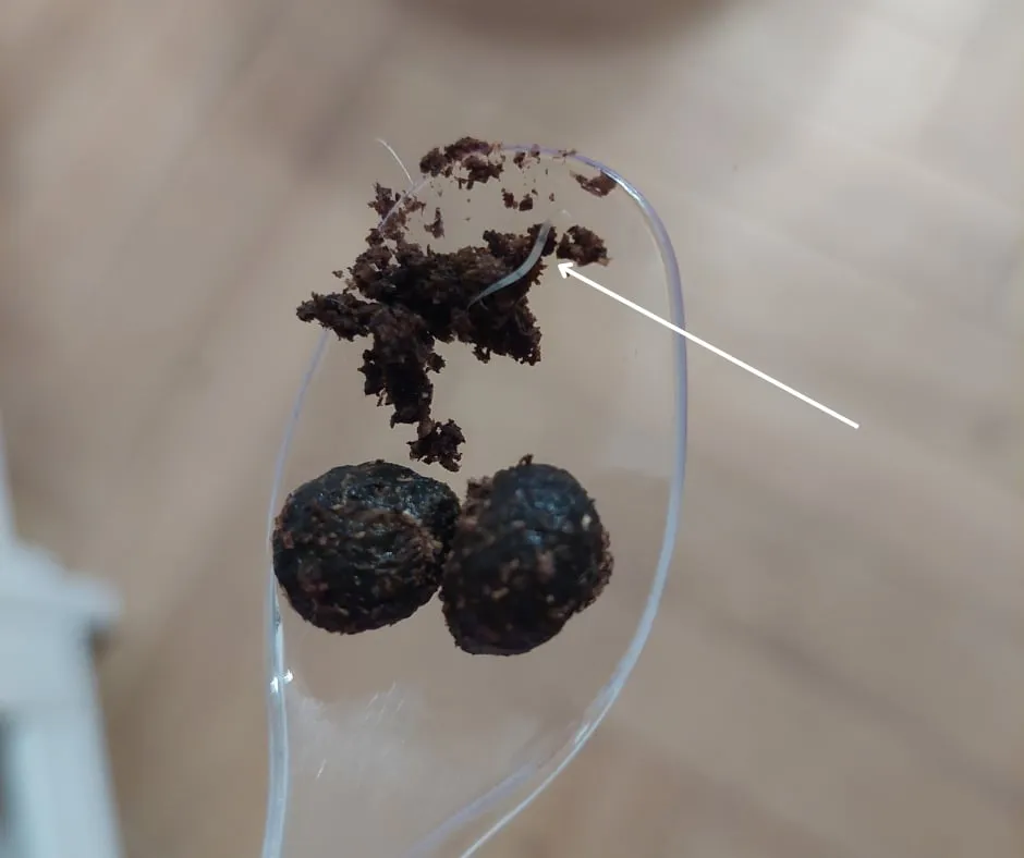 Zdjęcie Czy odchody królika są szkodliwe dla zdrowia? Dowiedz się teraz!