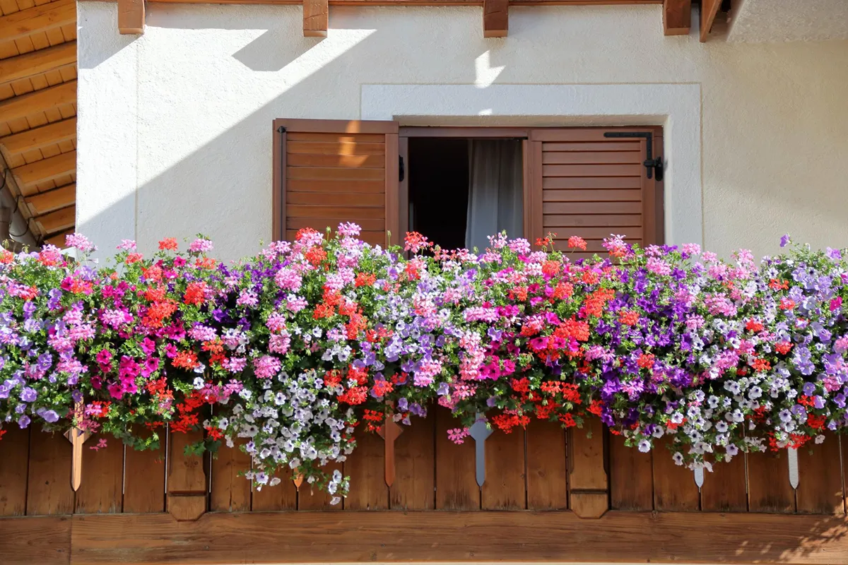 Zdjęcie Kwiaty na balkon: Wyb&oacute;r, sadzenie i pielęgnacja kompletny przewodnik