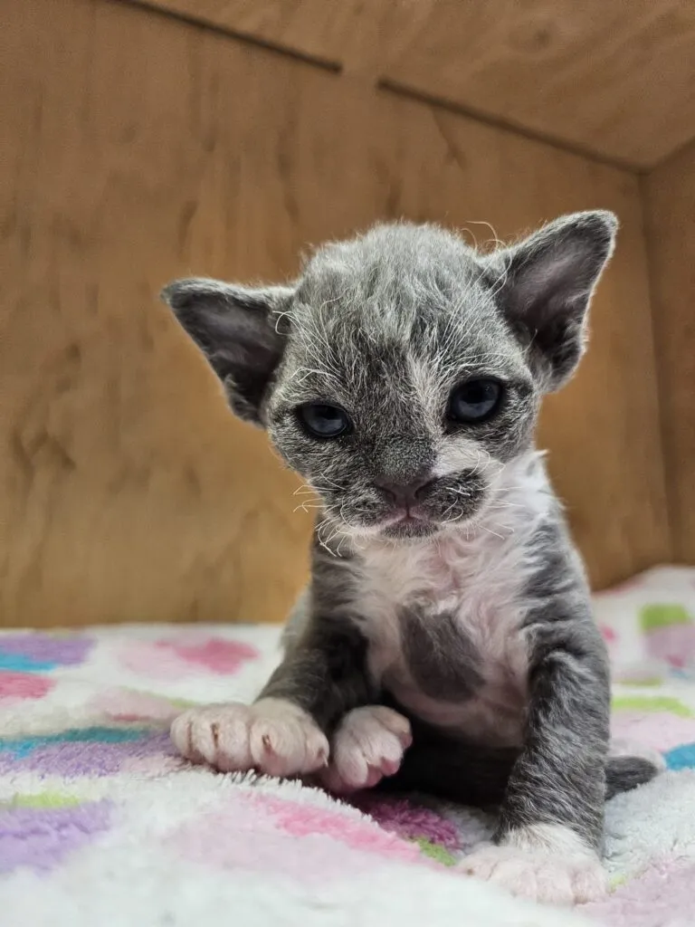 Zdjęcie Devon Rex koty – jak dbać o ich zdrowie i niezwykły charakter?