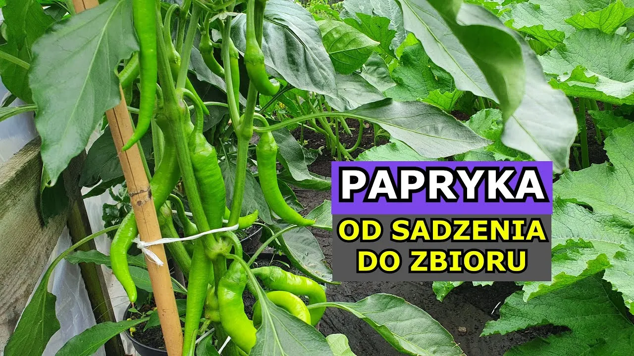 Zdjęcie Jak sadzić paprykę w doniczce – uniknij najczęstszych błędów
