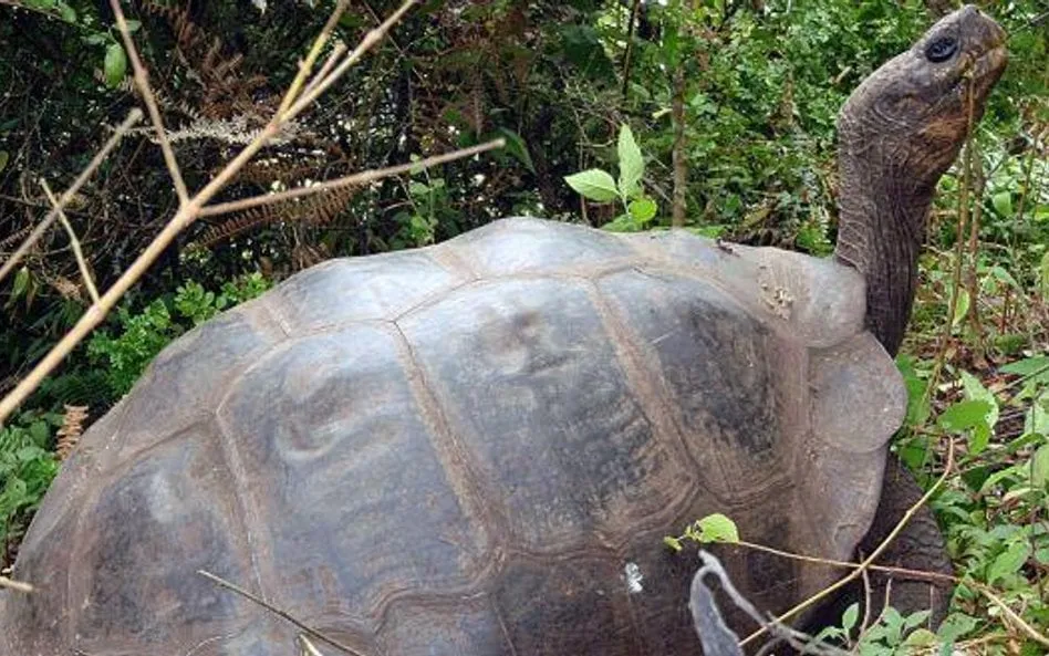 Zdjęcie Ile żyją żółwie z Galapagos? Zaskakujące fakty o ich długości życia