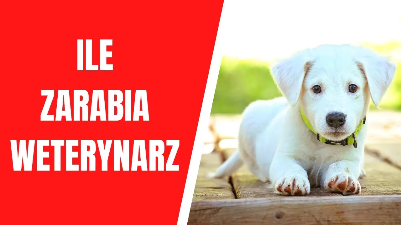 Zdjęcie Ile zarabia weterynarz w Niemczech? Zaskakujące fakty o wynagrodzeniach