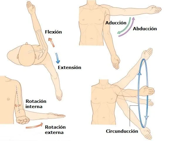 Zdjęcie Músculos del brazo: Anatomía, ejercicios y prevención de lesiones