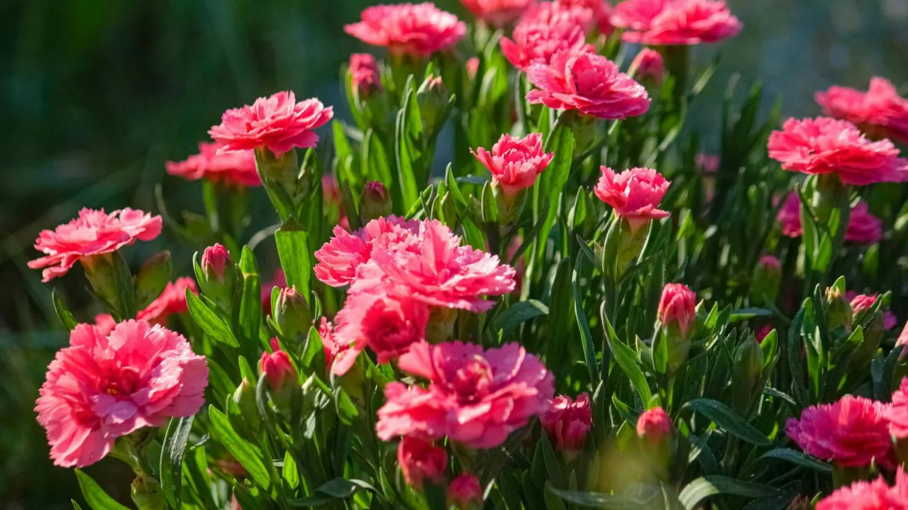 Zdjęcie Kiedy siać goździki ogrodowe? Terminy siewu dla pięknych kwiat&oacute;w