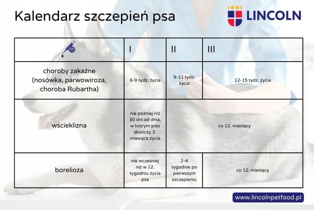 Zdjęcie Kiedy szczepić szczeniaka na wściekliznę i dlaczego to jest tak ważne