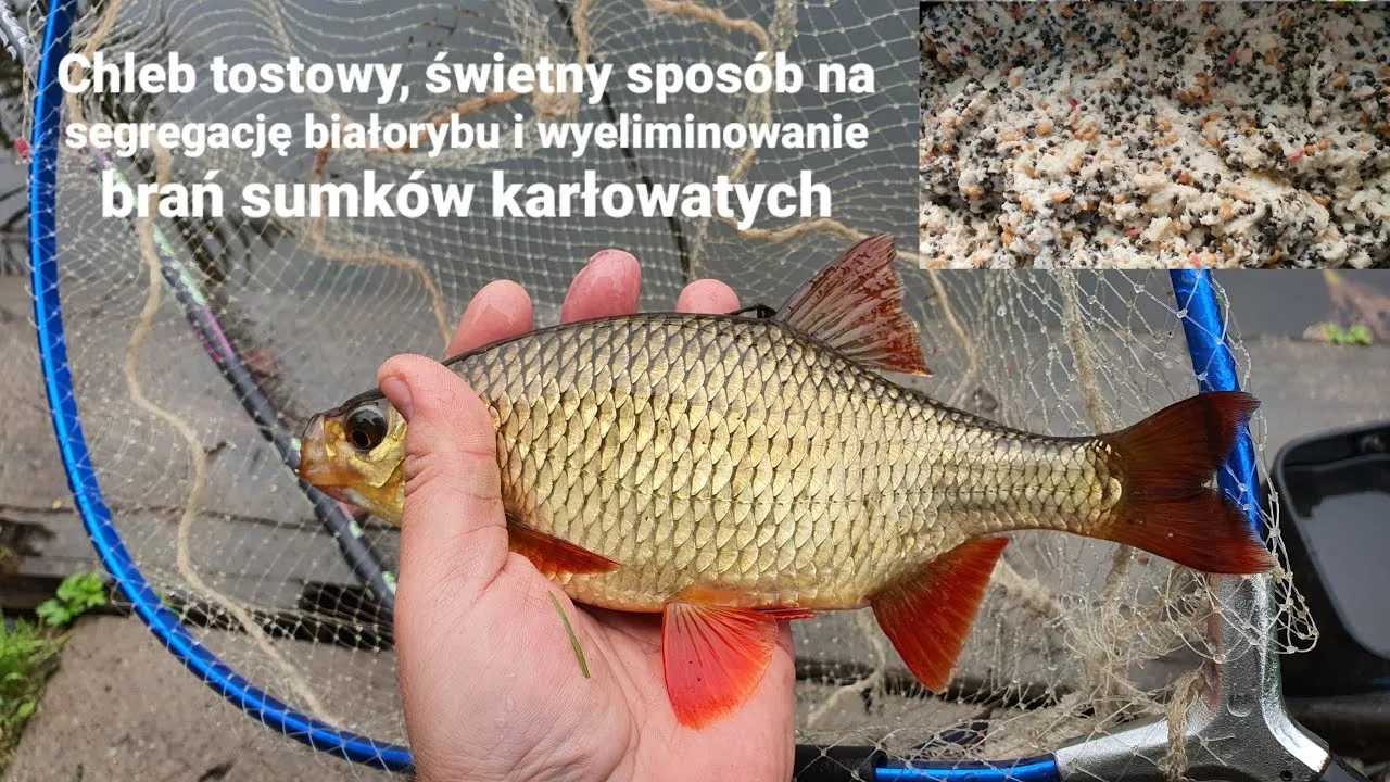 Zdjęcie Skuteczna zanęta z chleba: jak przyciągnąć ryby i zwiększyć połowy