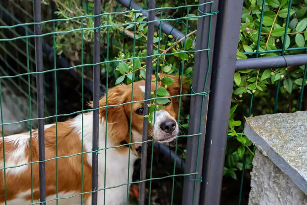Zdjęcie Jak zabezpieczyć balkon przed psem, aby uniknąć niebezpieczeństw?