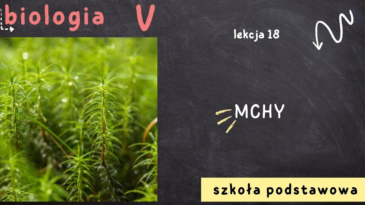 Zdjęcie Jak rozmnażają się mchy? Odkryj fascynujące metody ich życia