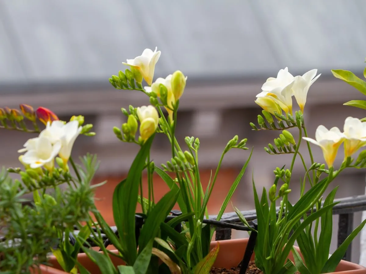 Zdjęcie Frezja kiedy sadzić cebulki, aby uniknąć mrozu i cieszyć się kwitnieniem