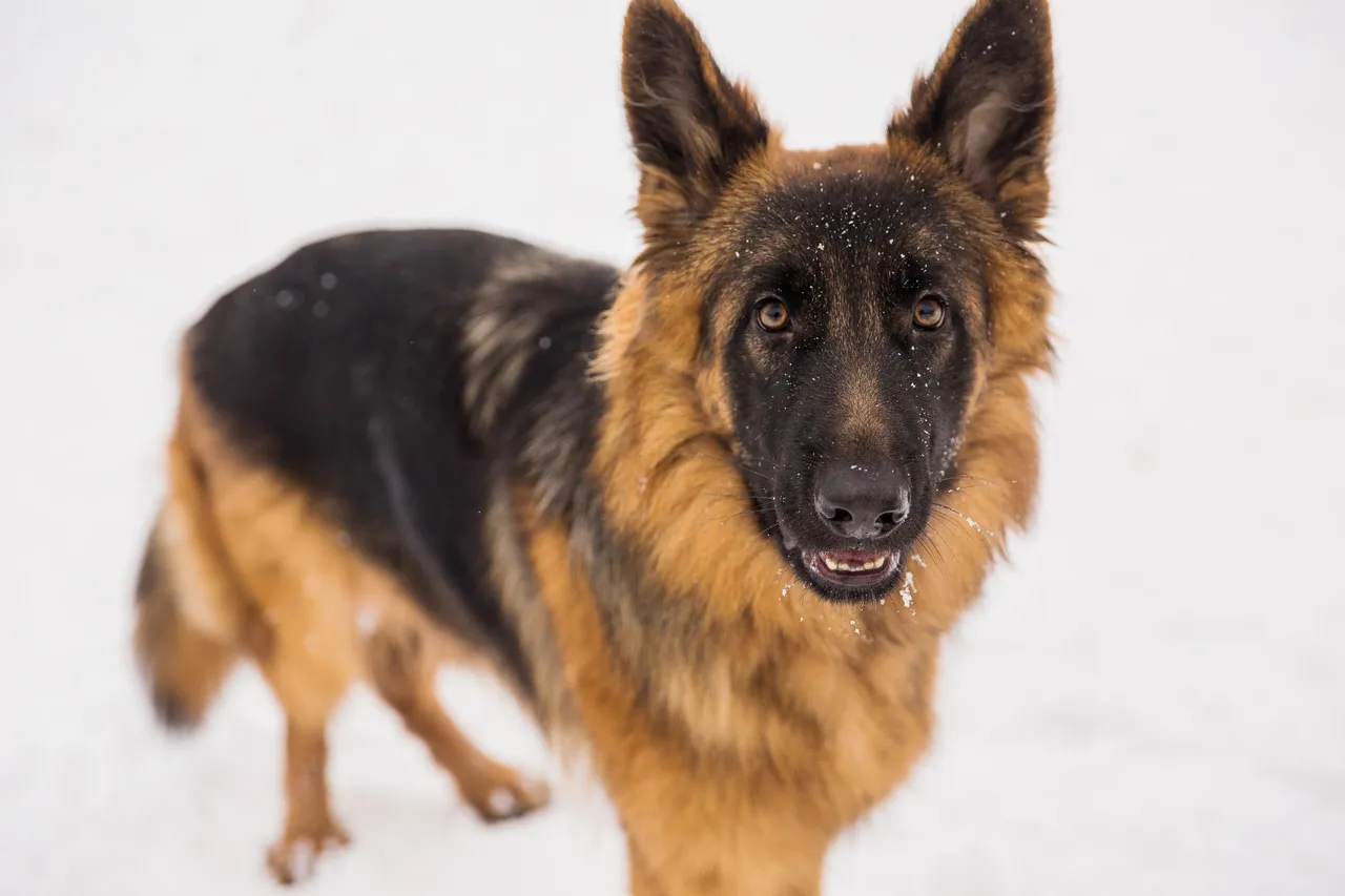 Zdjęcie Jak rośnie owczarek niemiecki? Kluczowe etapy wzrostu i rozwoju