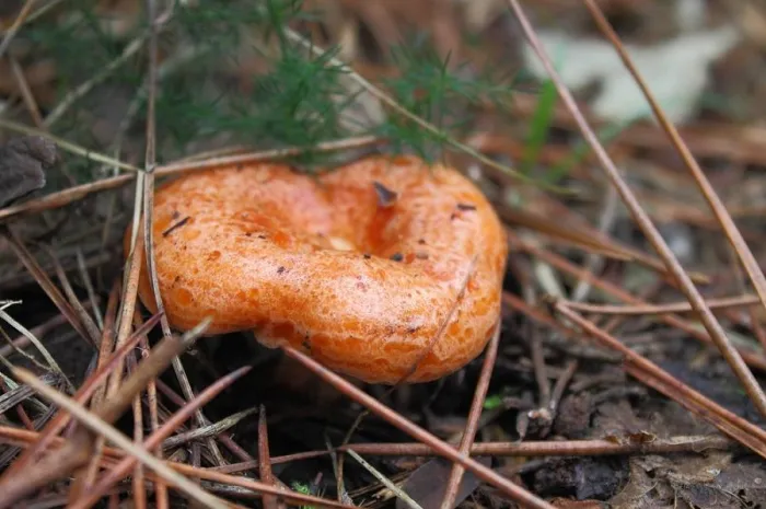 Zdjęcie Lepszy rydz niż nic – co to znaczy i kiedy używać tego powiedzenia?