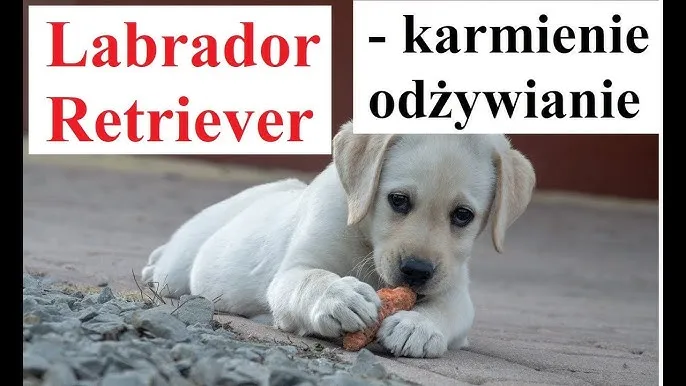 Zdjęcie Jak karmić szczeniaka labradora? Kompleksowy przewodnik