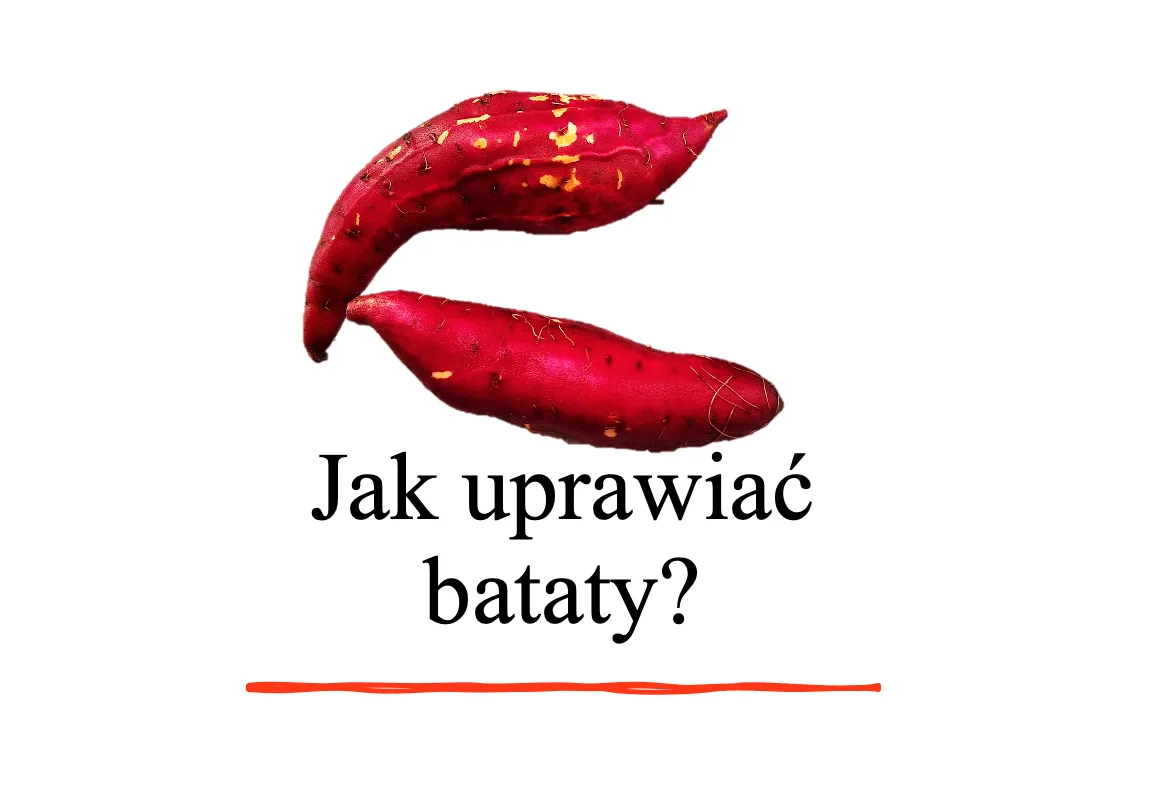 Zdjęcie Jak uprawiać bataty w Polsce - uniknij najczęstszych błędów