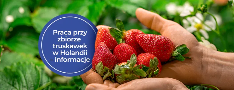 Zdjęcie Ile można zarobić na truskawkach w Holandii? Szokujące stawki i korzyści!