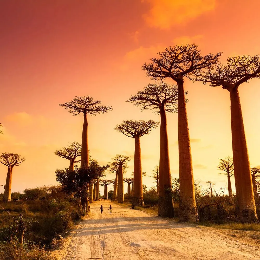 Zdjęcie Madagaskar kiedy jechać: najlepszy czas na niezapomnianą podróż