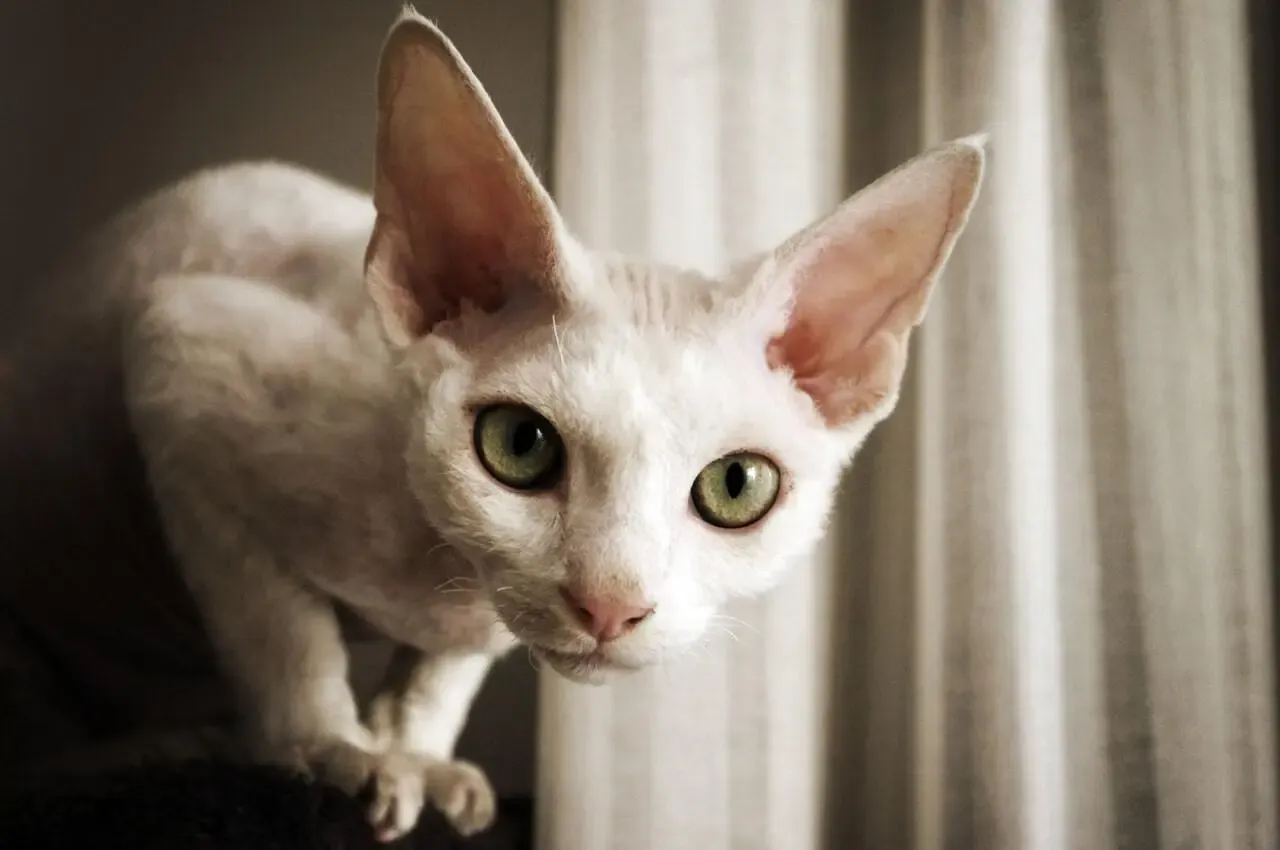 Zdjęcie Choroby skóry u Devon Rex: objawy, przyczyny i skuteczne leczenie
