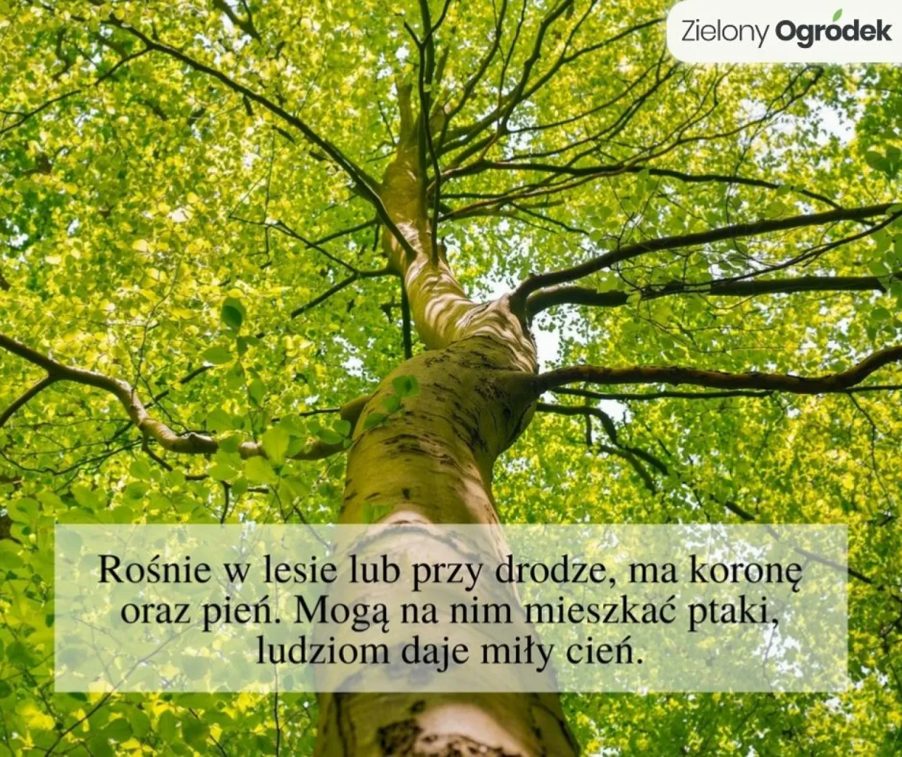 Zdjęcie Fascynujące zagadki o drzewie: 5 najtrudniejszych łamigłówek dla sprytnych