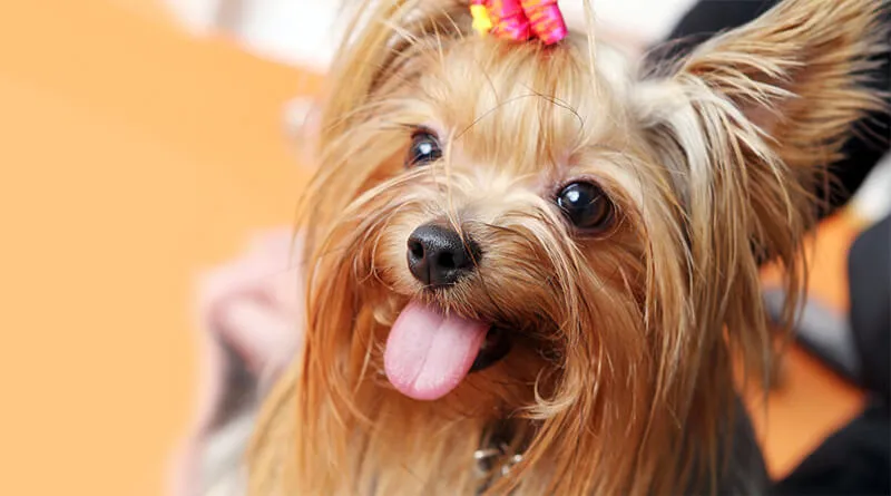 Zdjęcie Do kiedy york jest szczeniakiem i jak rozpoznać dojrzałość?