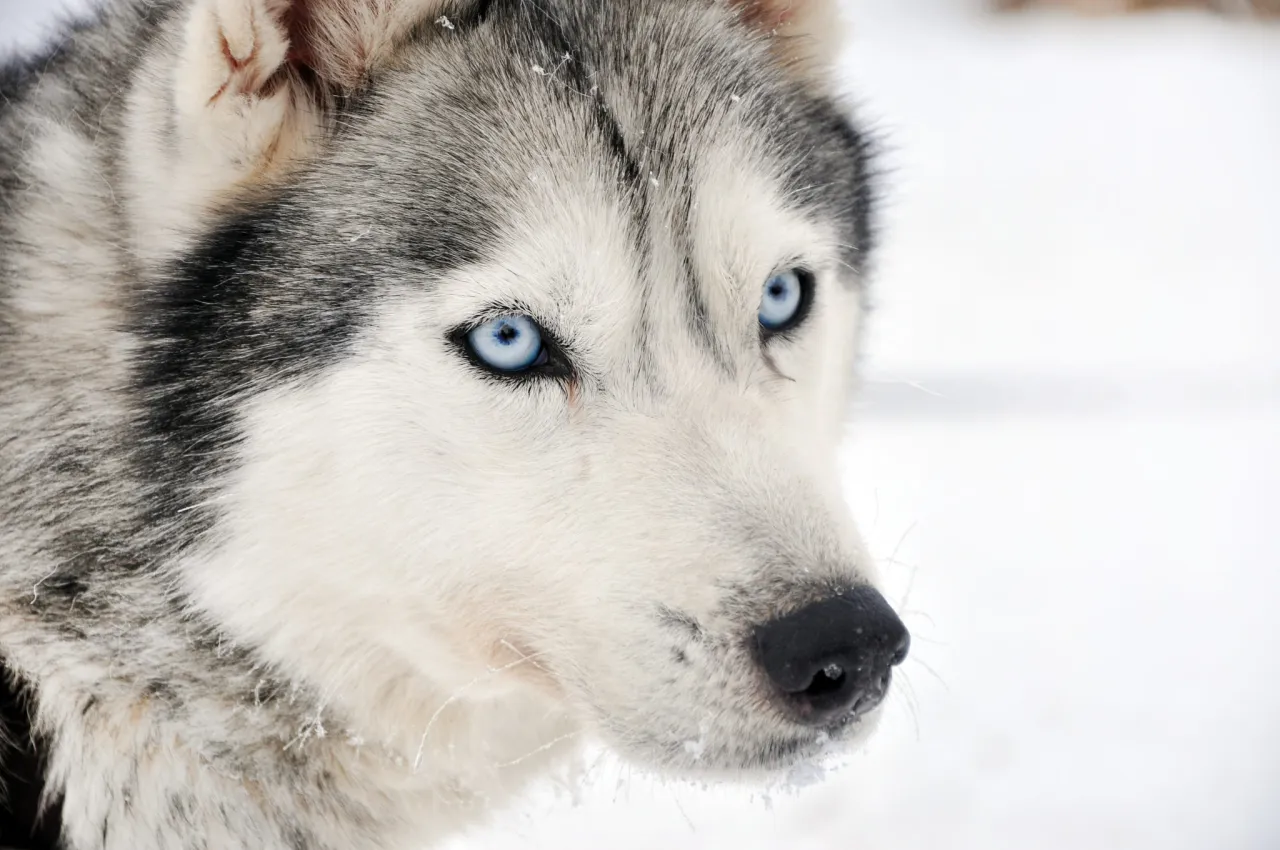 Zdjęcie Jak wygląda husky? Poznaj charakterystyczne cechy i kolory tej pięknej rasy