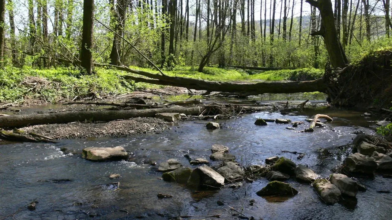 Zdjęcie Dlaczego warto odwiedzić Świętokrzyski Park Narodowy – piękno i atrakcje