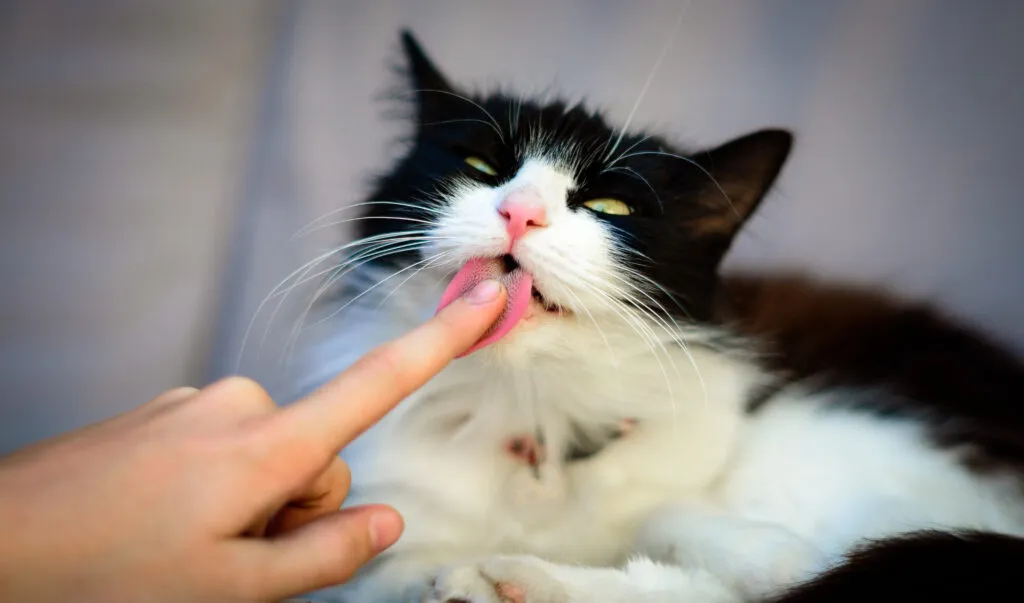 Zdjęcie Was bedeutet es, wenn Katzen einen ablecken? Die überraschenden Gründe erklärt