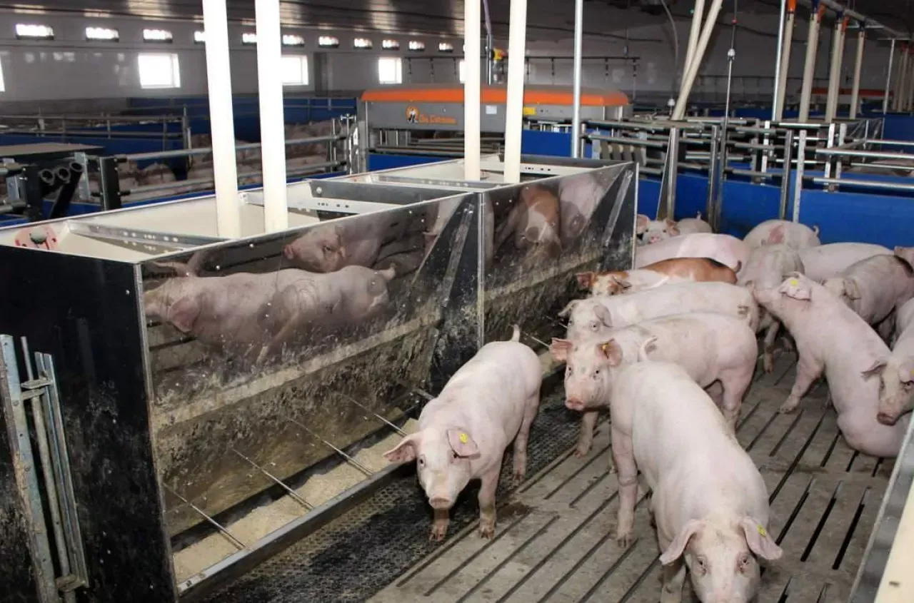 Zdjęcie Ile trwa tucz świń? Poznaj kluczowe czynniki wpływające na czas tuczu