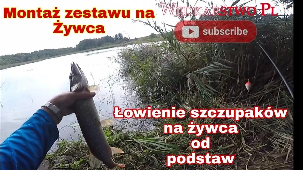 Zdjęcie Jak założyć żywca na haczyk – skuteczne techniki i porady wędkarskie