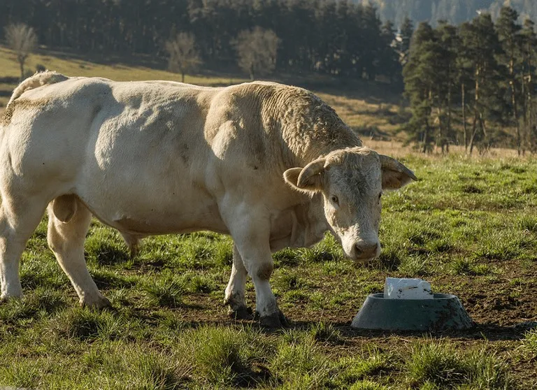 Zdjęcie Ile kosztuje byk w skupie? Sprawdź, jak uniknąć niskich cen i zarobić więcej!