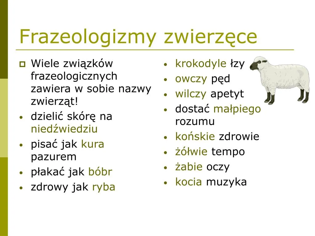 Zdjęcie Rodzaje frazeologizmów – poznaj ich znaczenie i przykłady w języku polskim
