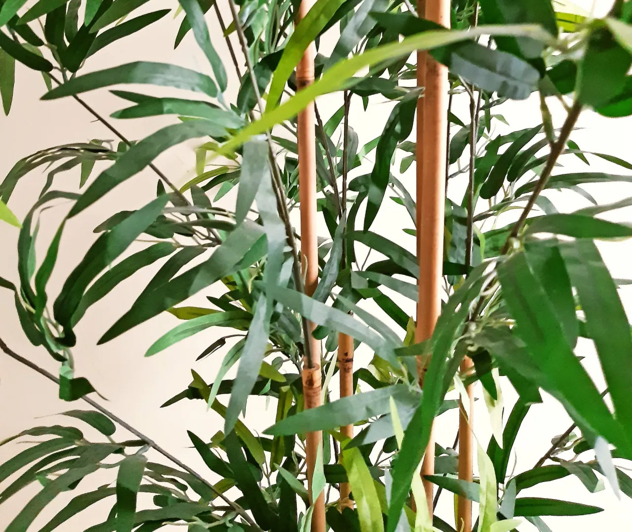 Zdjęcie Kwitnienie bambusa: Rzadkie zjawisko, co robić i jak ratować?